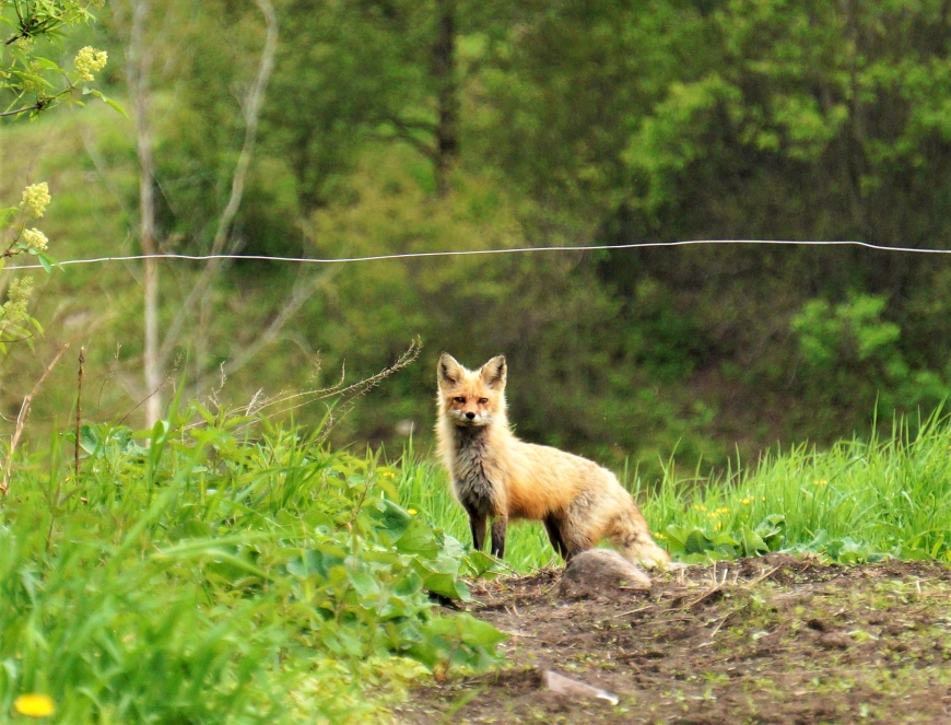 Fox Farm Stock